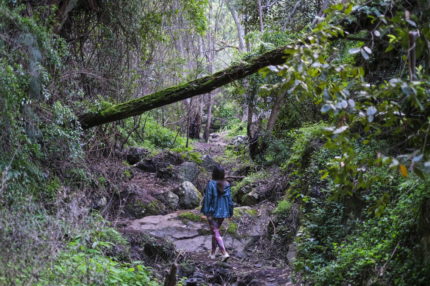 Person wandert auf einem schmalen Pfad durch einen dicht bewachsenen Barranco mit Felsen und Bäumen.